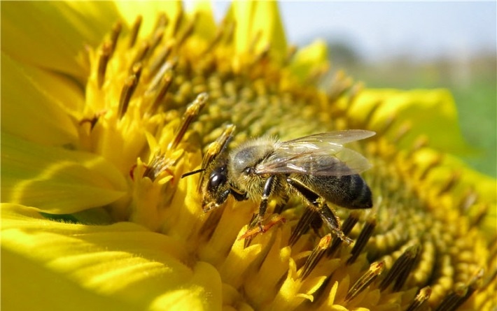 Пчела на подсолнечнике