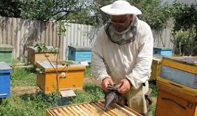 Обработка пчел щавелевой кислотой