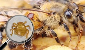 Акарапидоз пчел