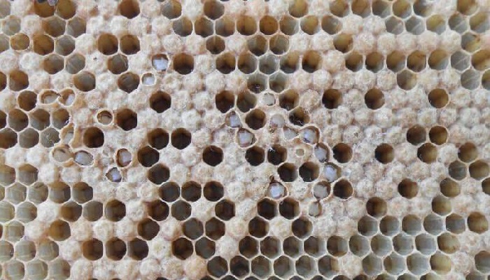Пораженные аскосферозом пчелиные соты