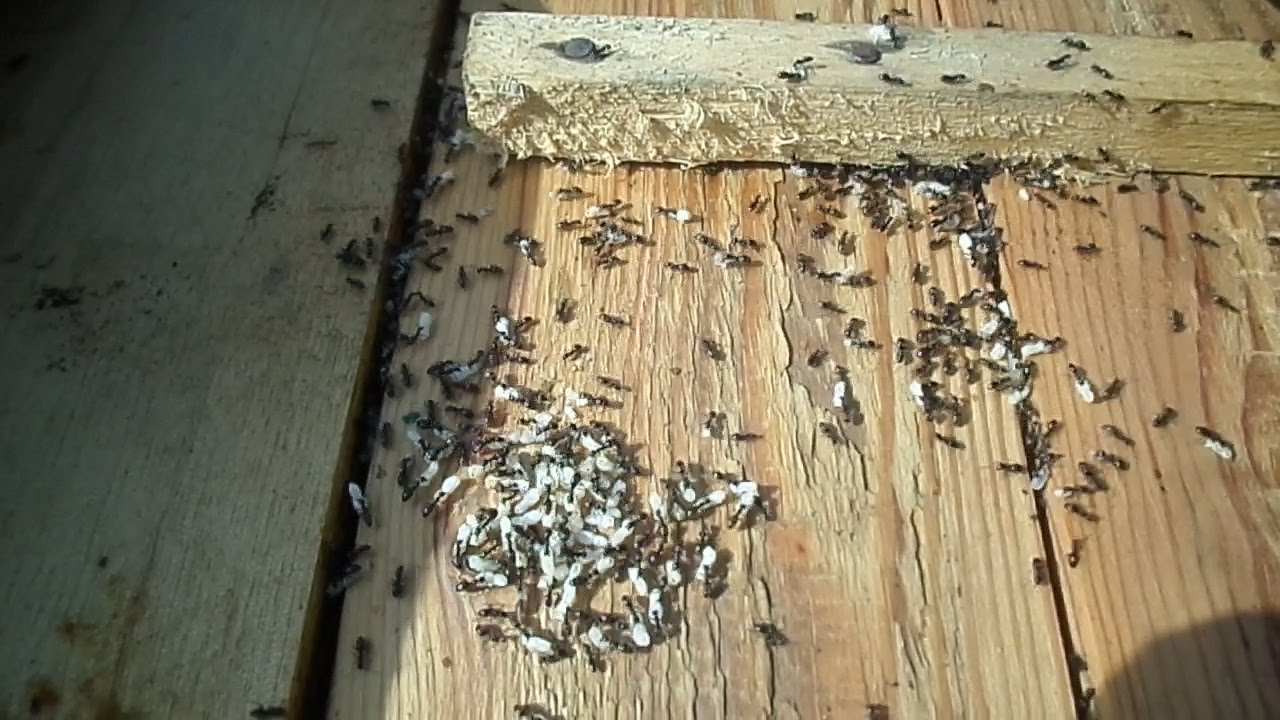 Вред, наносимый муравьями