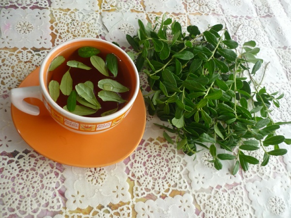 Чай из листьев брусники