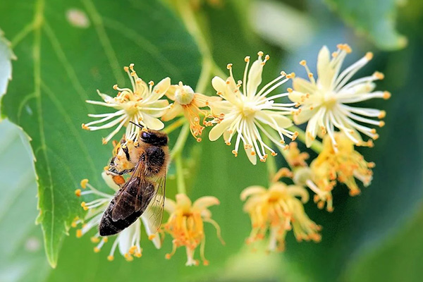 Пчела на цветке липы