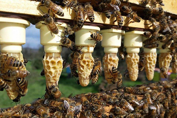 Недостатки пчел бакфаст