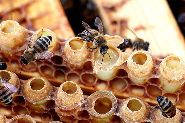 Пчелы на маточниках
