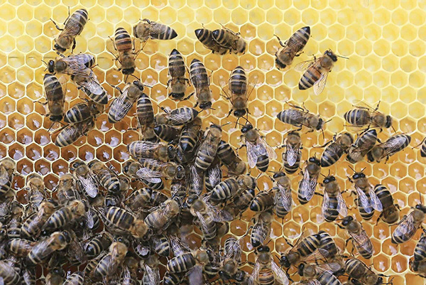Пчелы в работе