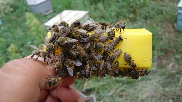 Особенности поведения пчел