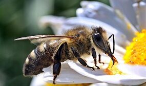 Продолжительность жизни пчелы
