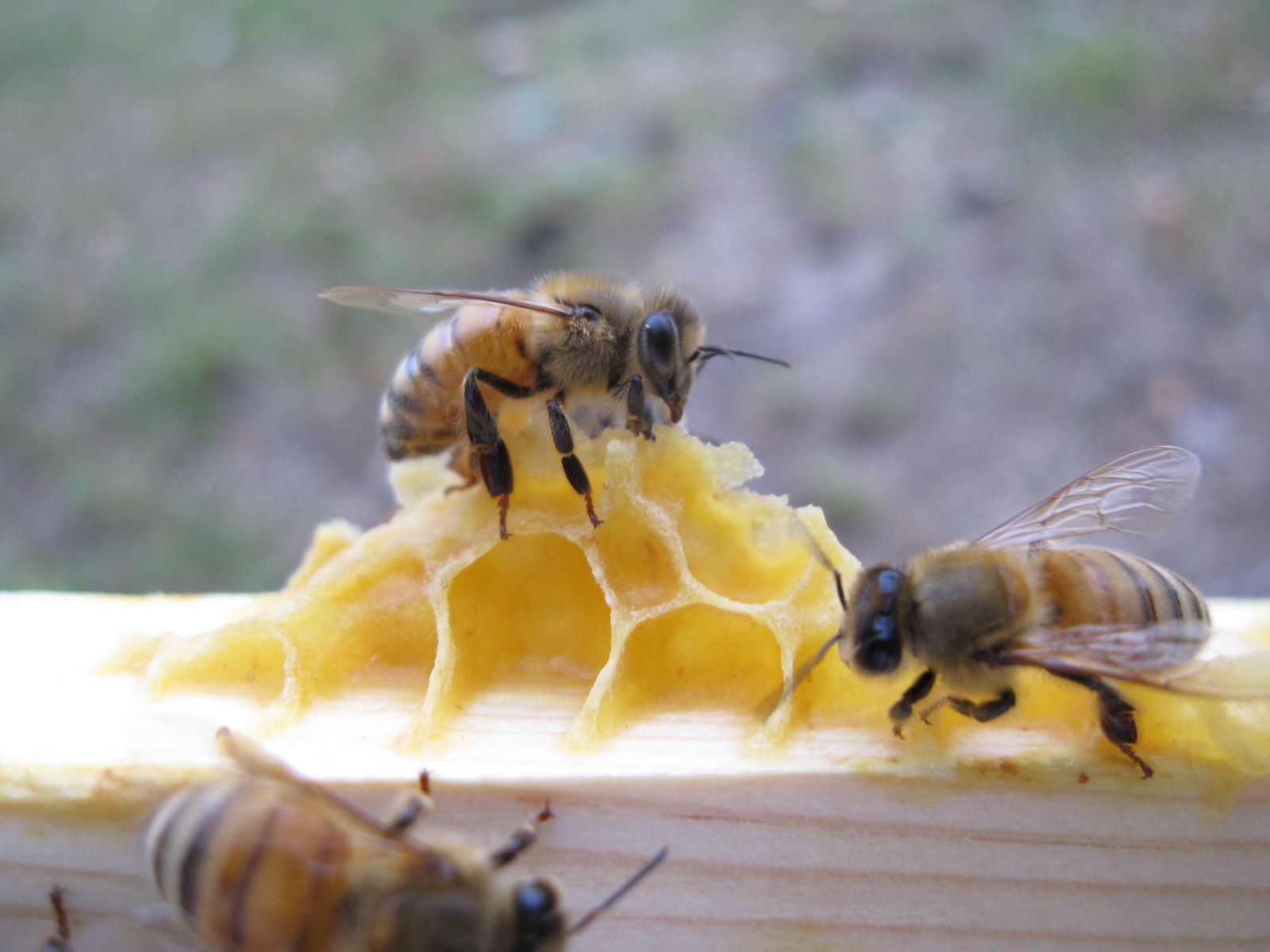 Пчелы и воск