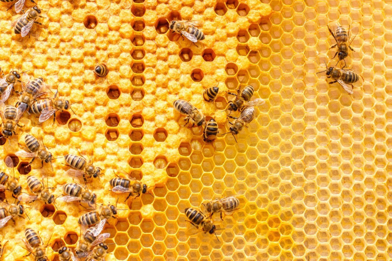 Пчелы строят соты