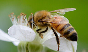 Как пчелы опыляют цветы