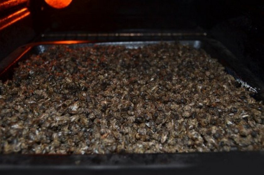 Высушивание пчелиного подмора в духовке