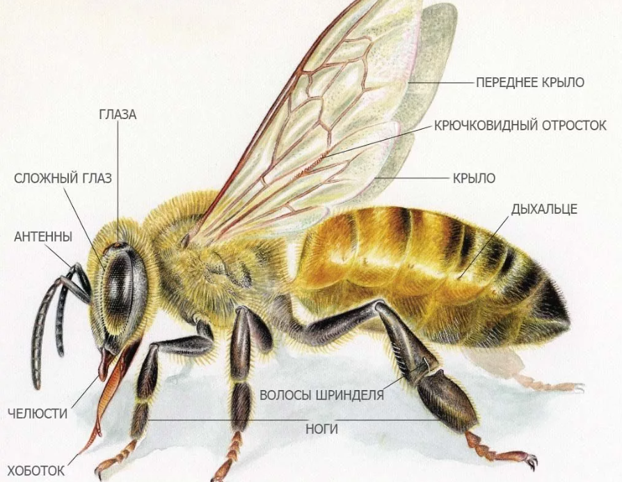 Строение пчелы