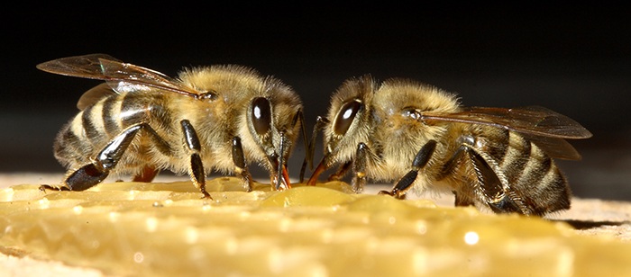 Две пчелы