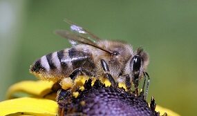 Кавказская порода пчел
