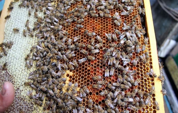 Пчелы на рамке