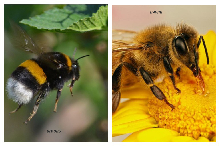 Пчела и шмель