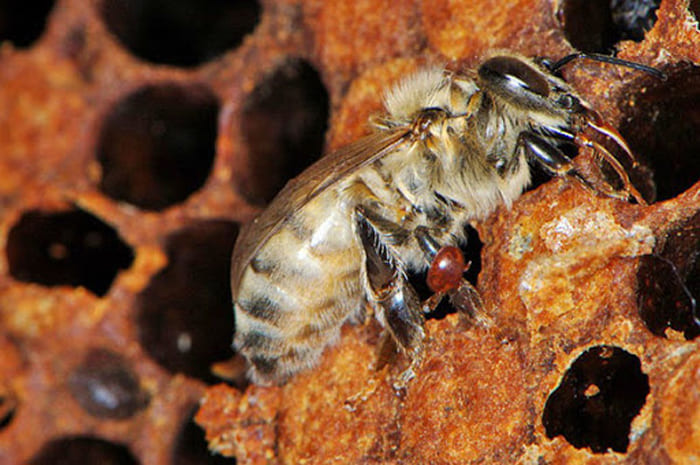 Болезнь пчел