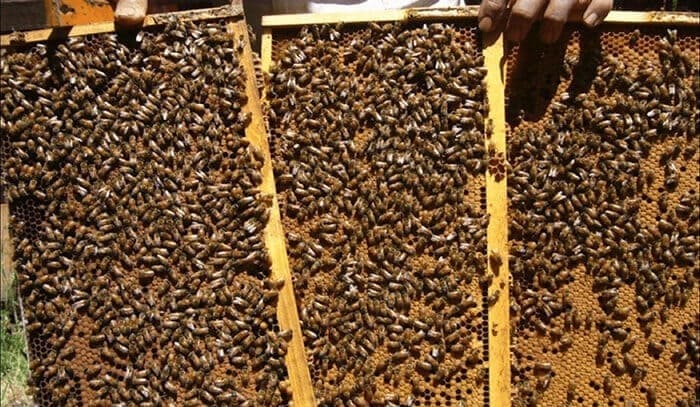 Покупка пчел