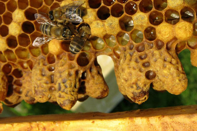 Свищевые пчеломатки