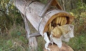 колодное пчеловодство