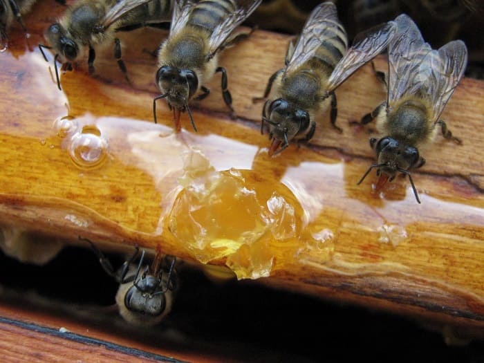 Пчелы едят сахарный сироп