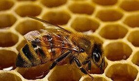 Пчелы без матки