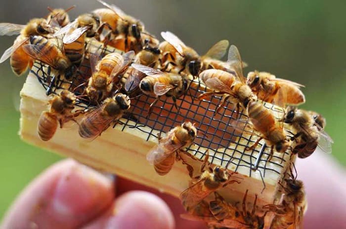 Пчелы крупным планом