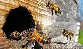 Сколько пчел в одном улье?