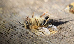 Вирусный паралич пчёл