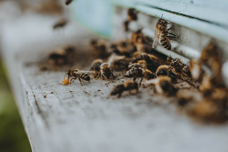 Пчёлы возле улья