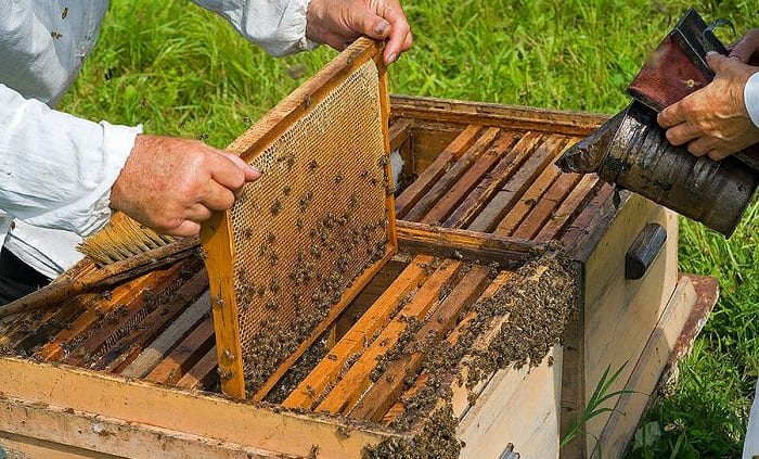 Работа с пчелами