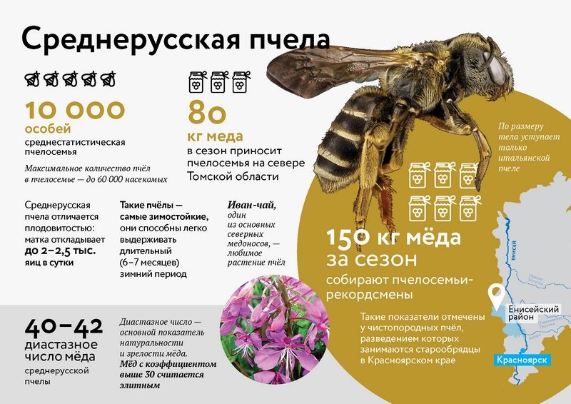 Продуктивность среднерусской породы пчел