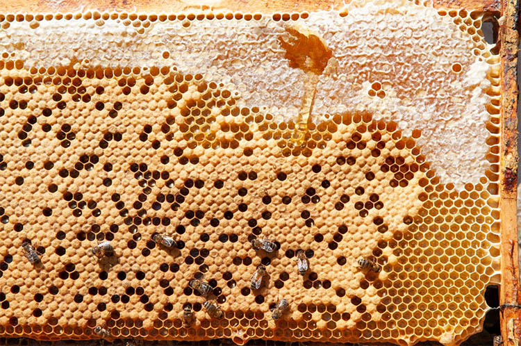 Рамка с пчелами