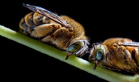 Спят ли пчёлы ночью