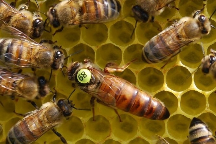Пчелиная матка в улье