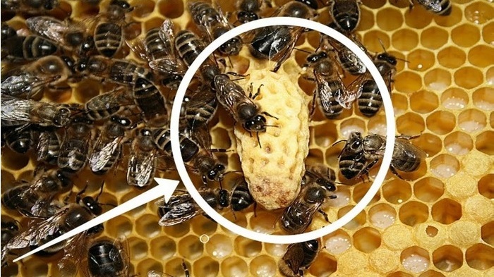 Подсадка пчелы в трутневку