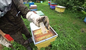 Подсадка маток в пчелиные семьи