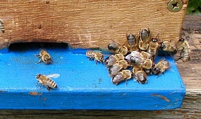Почему пчелы выгоняют трутней?