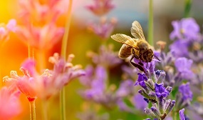 Медоносные растения для пчёл